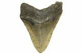 Fossil Megalodon Tooth - North Carolina #328445-2